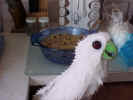 nukedbird.jpg