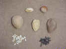 nuts&seeds.jpg